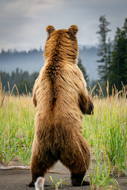 在警报图片下载
