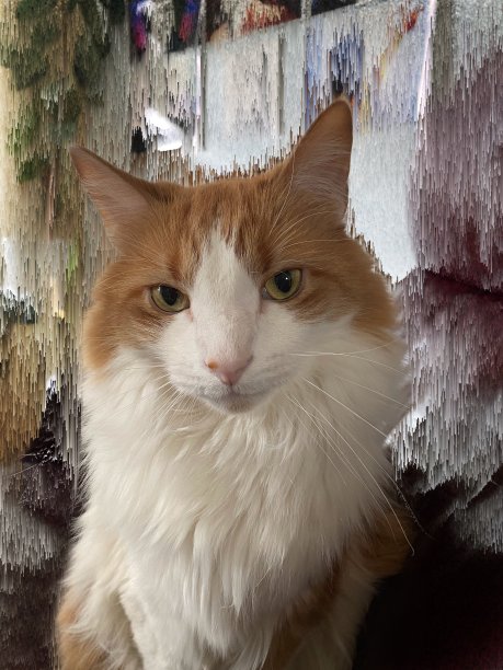 房地美图片下载