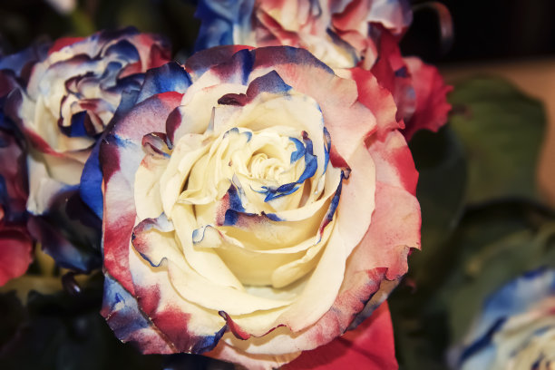 红白色和蓝色染玫瑰束-特写图片下载
