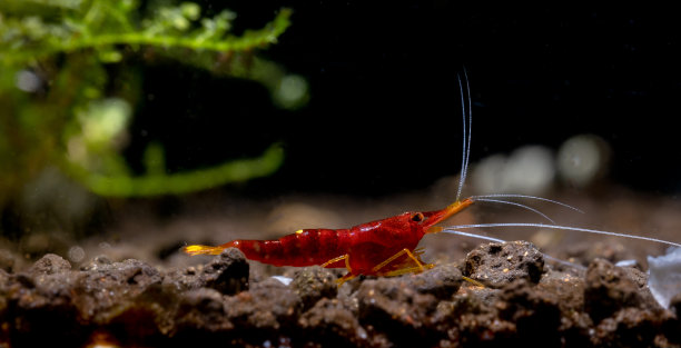 淡水水族箱中，黄色鼻子苏拉威西红矮虾在黑暗背景的水生土壤中寻找食物图片下载