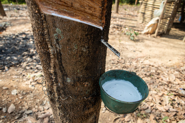 来自泰国橡胶树的天然乳胶。图片下载