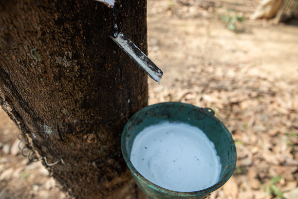 来自泰国橡胶树的天然乳胶。图片下载