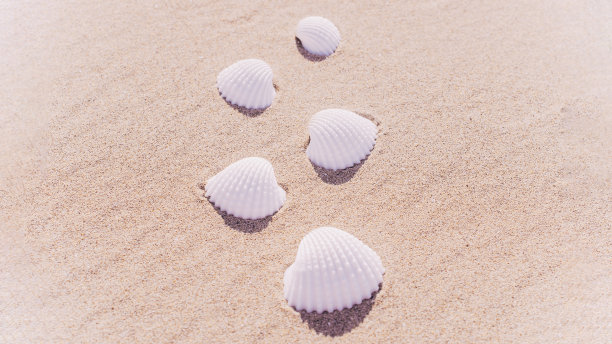 热带背景有贝壳，贝壳上有热带沙滩。暑假度假概念设计。图片下载