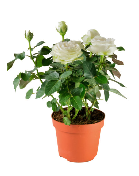花，白玫瑰植物生长在棕色的塑料花盆花盛开和绿色的叶子在白色的背景和修剪路径。图片下载