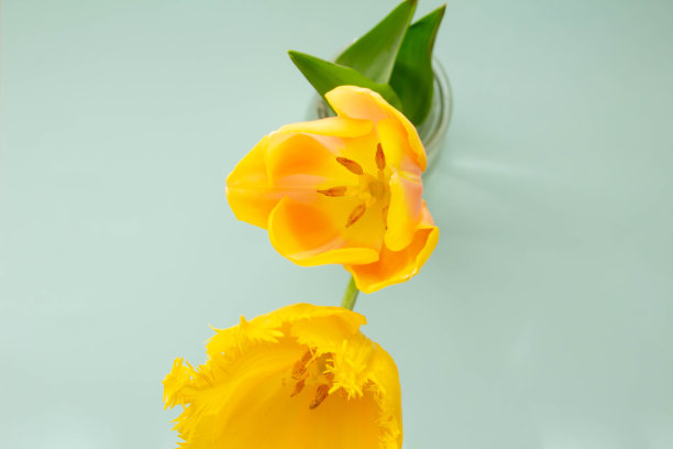 花瓶里的黄色郁金香是春天的花朵图片下载