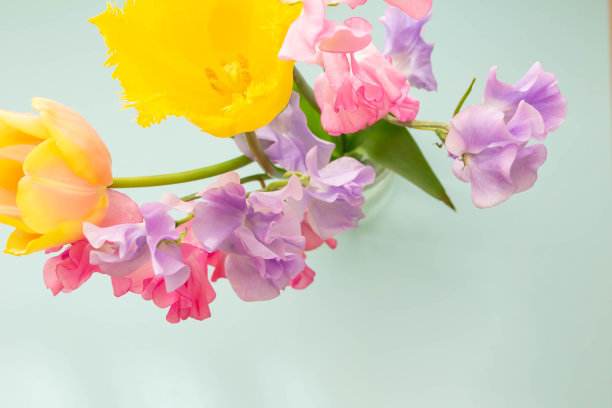 紫色和粉红色的豌豆和黄色的郁金香在一个花瓶里春天的花图片下载
