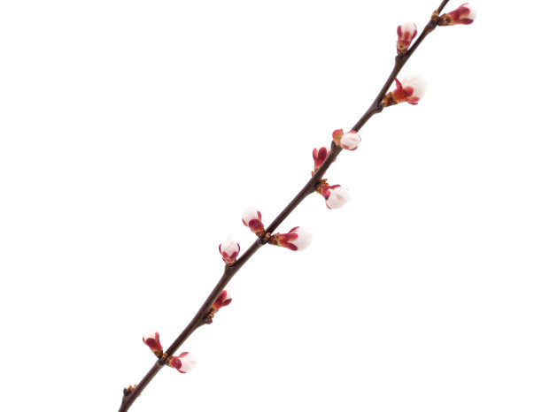 杏花的粉红色细枝。图片下载