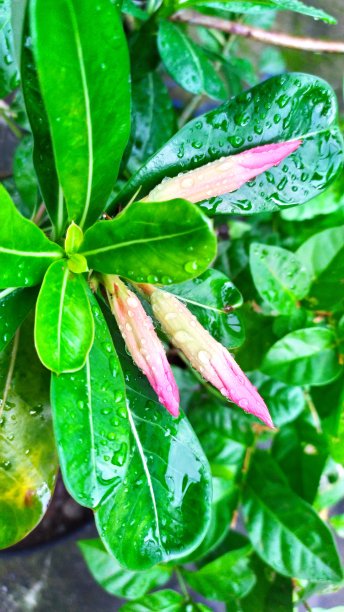 《绿叶与小花图片下载