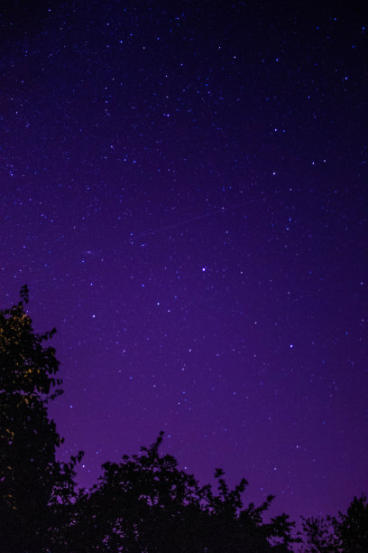 粉红色和紫色的树图片下载