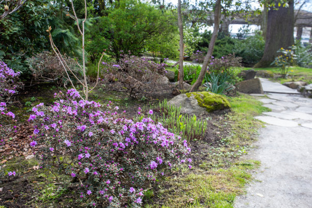 在弗罗茨瓦夫的日本花园中，粉红色的杜鹃花花丛，自然和小径图片下载