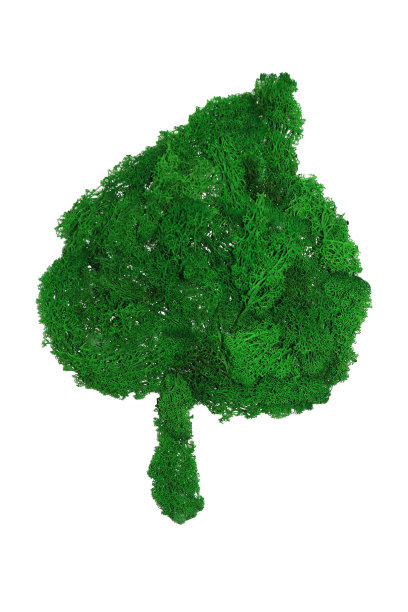 白色背景上保存苔藓的绿叶图片下载