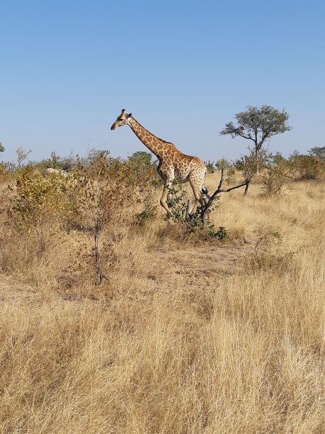 长颈鹿图片下载