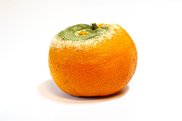 一个损坏的发霉的橘子在白色的背景图片下载