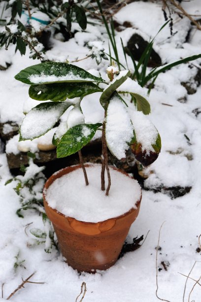 雪自然图片下载