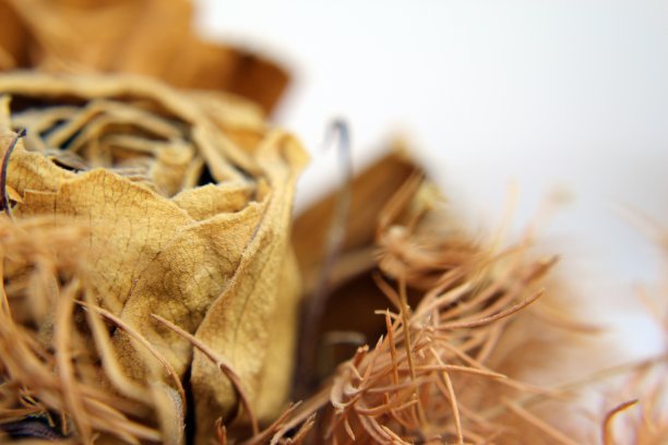 干花-详细的组成图片下载