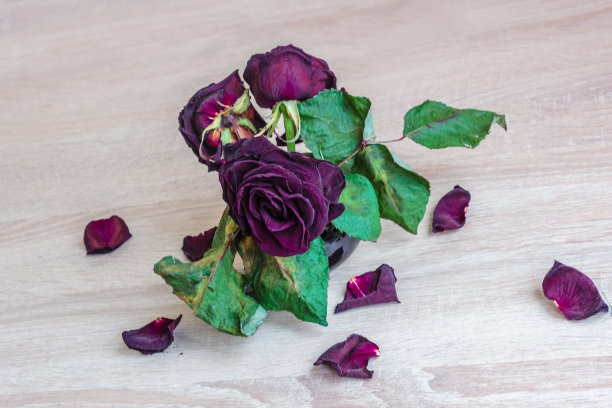 枯萎的玫瑰。图片下载