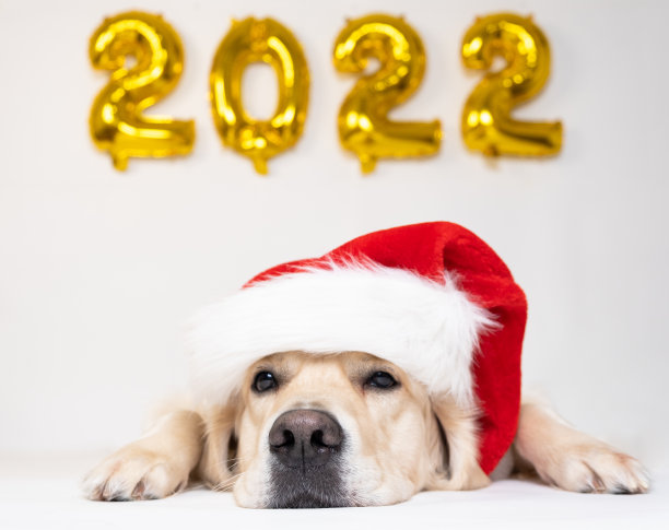 狗和气球在白色的背景。金毛猎犬迎接新年。日历，带狗的明信片图片下载