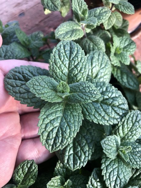 绿色薄荷图片下载