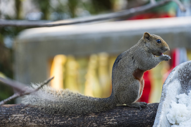 这只棕色的胖松鼠以树枝为食，经常被人们喂养。图片下载