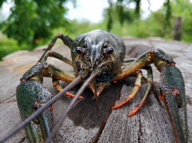 从河里捕来的小龙虾的特写图片下载