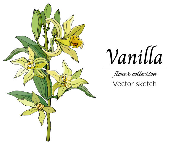 香草花在白色的背景，矢量插图与黄色的花和绿色的叶子手绘。图片下载