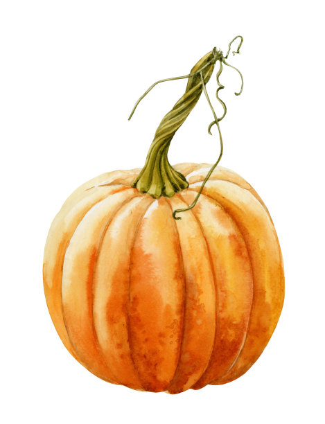 亮橘色的成熟南瓜，带小枝。图片下载
