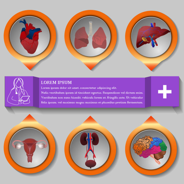 带人体器官的矢量医疗信息图模板。图片下载