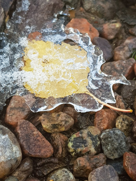 黄叶加冰图片下载