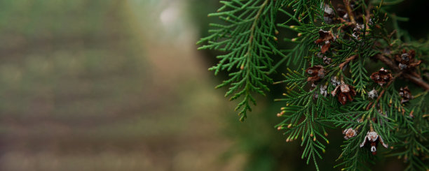 翠绿的柏树枝近了图片下载