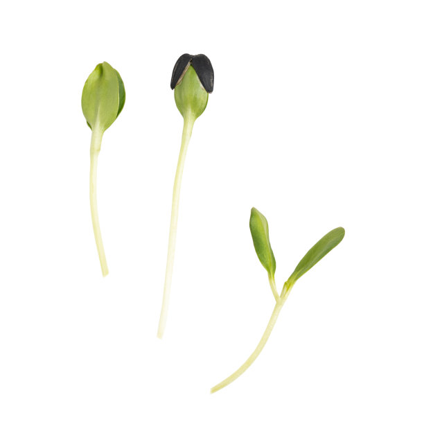 向日葵微绿色幼芽用于健康节食孤立在白色背景图片下载
