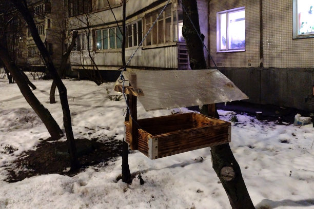 晚上在房子附近的树上放一个喂鸟器图片下载