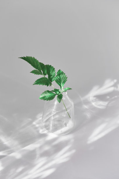 透明花瓶里新鲜的绿色小枝。阳光落在浅灰色的背景上，极简的构图。垂直框架图片下载