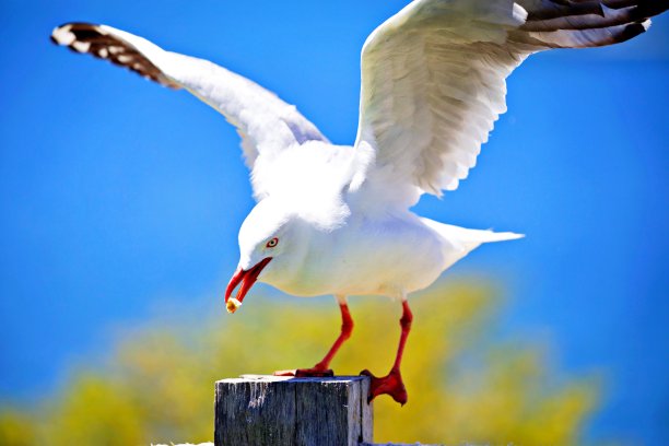 海鸥着陆图片下载