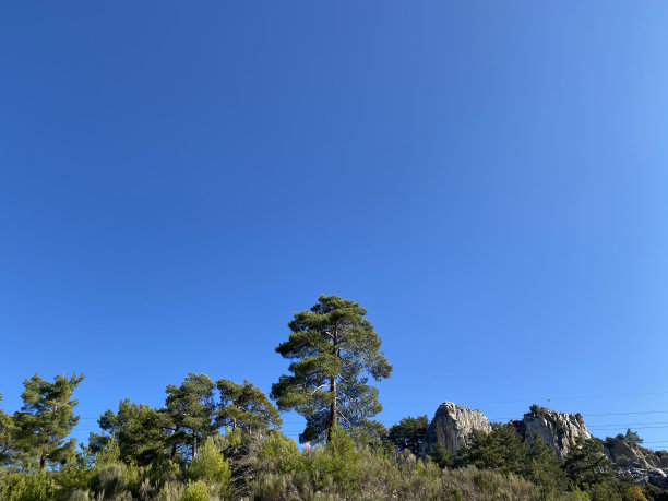 在森林的山丘上的一棵针叶松的图像。图片下载