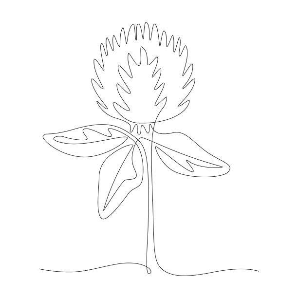红三叶草、病媒草甸红三叶草连续单线画。涂鸦风格的黑白插图图片下载