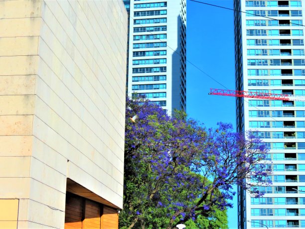 开花的蓝花楹树和建筑物。图片下载