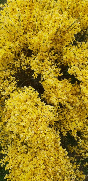 黄色的花图片下载