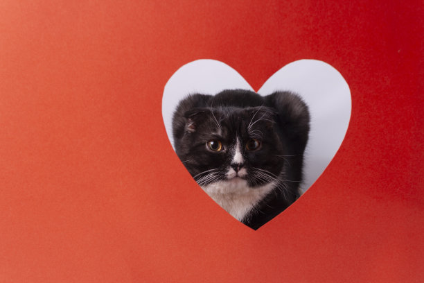 心形窗户上的黑猫。图片下载