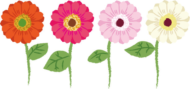 非洲菊花卉插图图片下载
