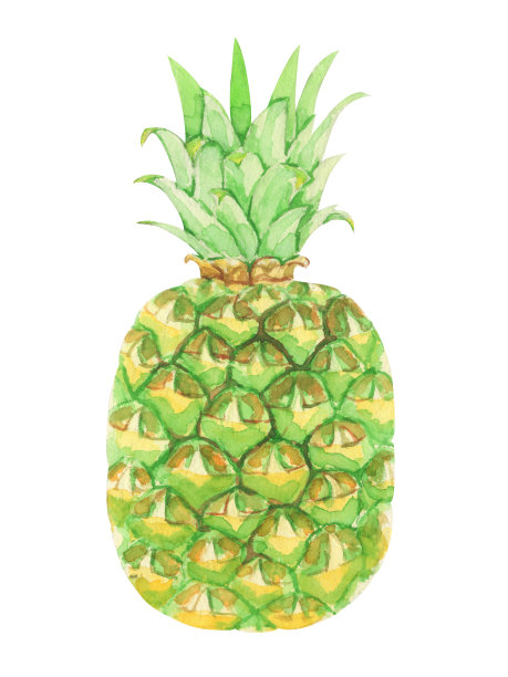 菠萝鲜果及菠萝片。水彩画在白色的背景图片下载