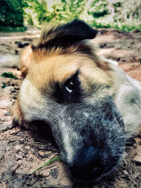 快乐的微笑可爱的混血狗户外的特写图片下载