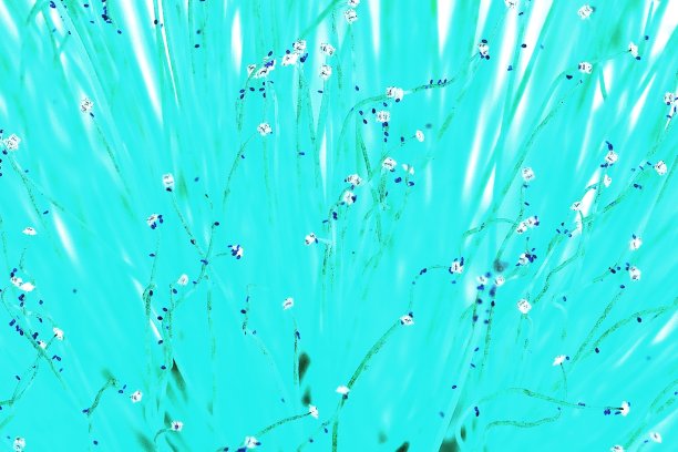 柳树的花粉-负像技术。图片下载