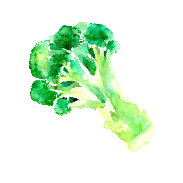 用水彩绘制的花椰菜插图图片下载