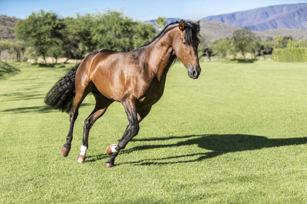 纯种野马，在田野里自由奔跑图片下载