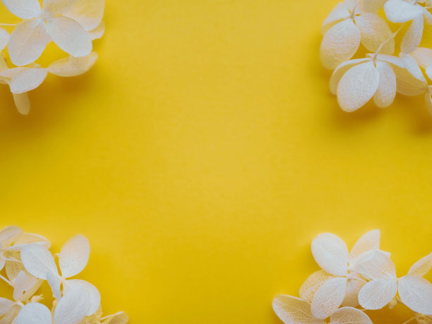 花组成从绣球花在2021年的颜色照明图片下载