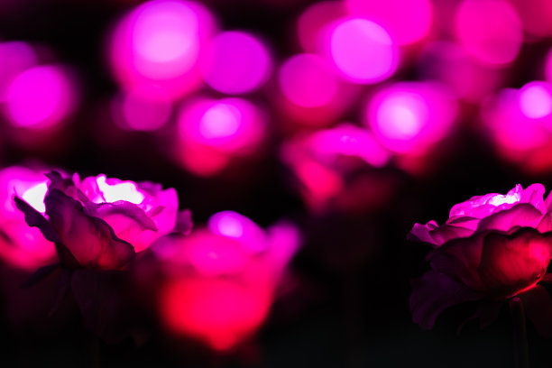 五彩缤纷的圣诞照明图片下载