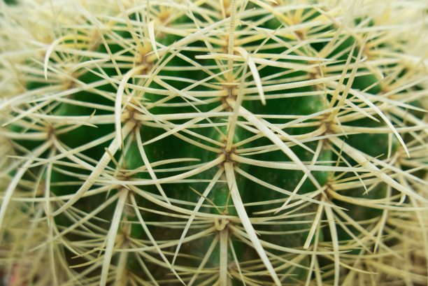 花盆里的仙人掌花图片下载