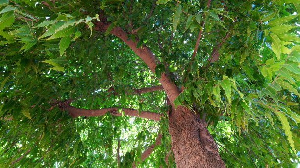 阿育王树有很深的阴影和绿色的叶子。屋内的伞树长着大大的绿色树枝。图片下载