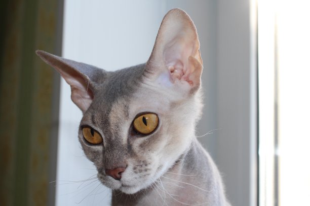 灰色的短毛猫看起来黄色的眼睛宠物图片下载