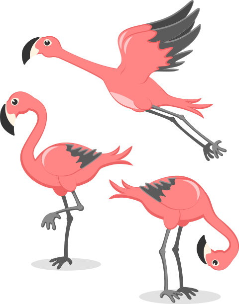 设置粉红色火烈鸟在不同的姿势火烈鸟图片下载